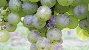uploads/images/disease/powdery mildew of grapes.jpg
